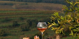 Slovenian winemaker of the week: Klinec Winery