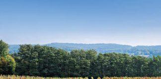 Andrew Villone / Founder of Savor the Experience Tours wine