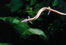 Discover Slovenia’s hidden legend: the mysterious human fish