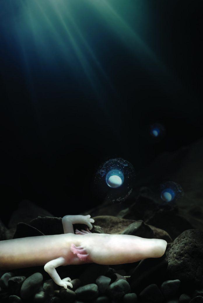 Discover Slovenia's hidden legend: the mysterious human fish - THE Slovenia