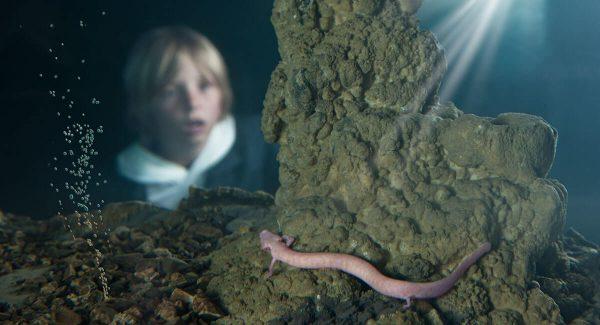 Discover Slovenia's hidden legend: the mysterious human fish - THE Slovenia