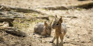 Nova pošiljka dobrih novic iz živalskega vrta Ljubljana