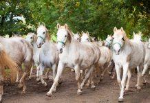 The story of the Lipizzan horse in Slovenia