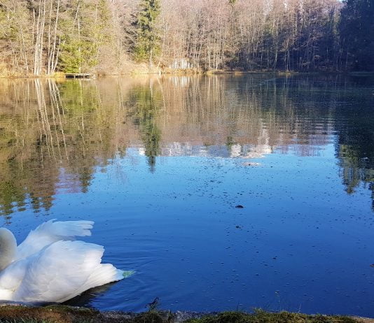 Jezero tedna: jezera v parku Brdo pri Kranju
