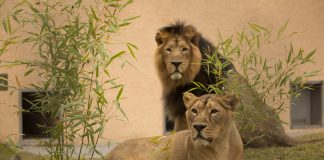 Svetovni dan levov v ZOO Ljubljana
