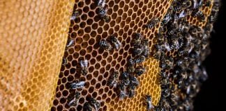 Beekeeping in Slovenia nominated for UNESCO Heritage Status