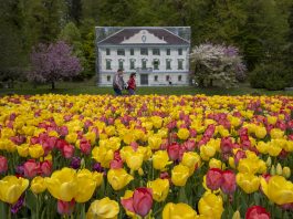Pomladni Kamnik Tulipani - Arboretum Volčji Potok Foto Mateja Račevski