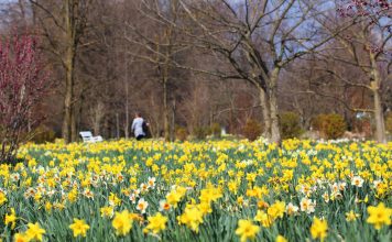 Idea for a spring trip: Arboretum Volčji Potok