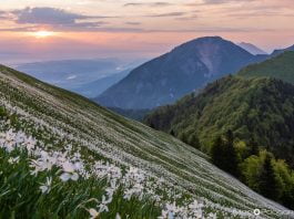 Praznik narcis na Golici 2026