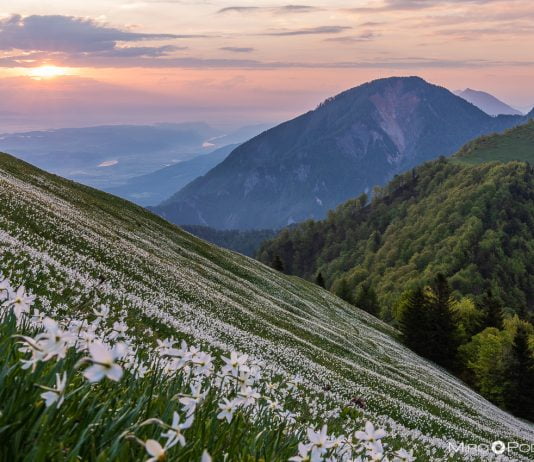 Praznik narcis na Golici 2026