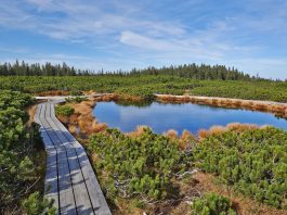 Kam na izlet? Rogla-Pohorje