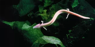 Zgodba o človeški ribici v Sloveniji