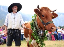 66. kravji bal v Bohinju: praznik tradicije in narave