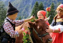 66th Cow Ball in Bohinj: A Celebration of Tradition and Nature