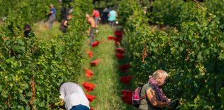 Vinska klet Puklavec Family uspešno zaključila letošnjo trgatev