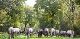 The TOP Unique things to do in Slovenia