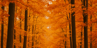 Kdaj je prvi jesenski dan 2025? – datum in enakonočje