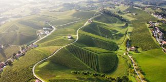 Slovenska vinska klet tedna: Zlati grič