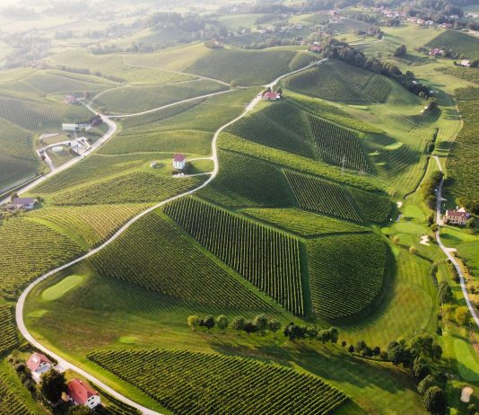 Slovenska vinska klet tedna: Zlati grič