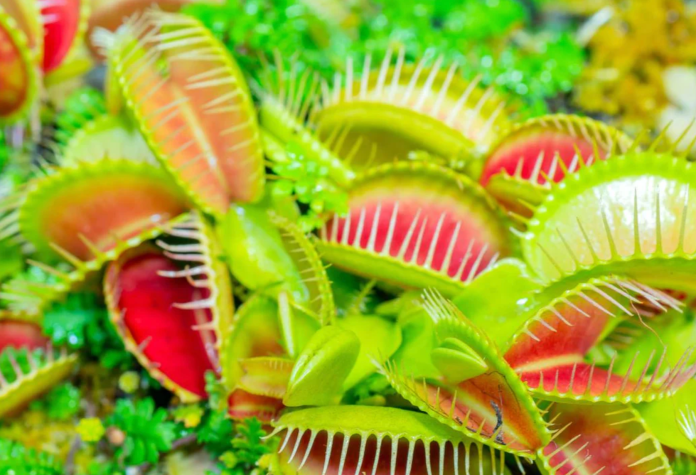 gojenje mesojedih rastlin