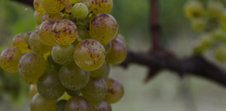 Vinska klet tedna: Vina Bordon