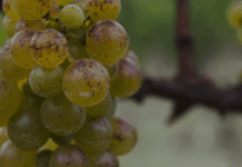 Winery of the Week: Vina Bordon