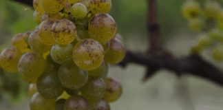 Winery of the Week: Vina Bordon