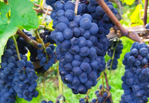 Winery of the Week: Meum