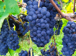 Vinska klet tedna: Meum