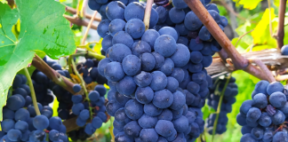 Vinska klet tedna: Meum