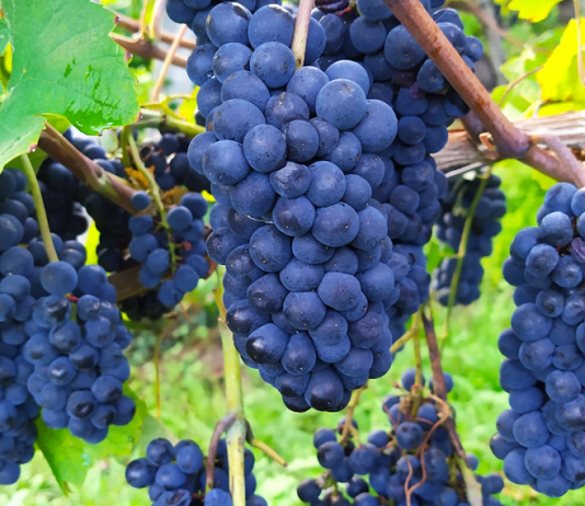 Vinska klet tedna: Meum