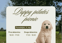 Ljubitelji kužkov in gibanja: ALEJA vabi na pilates v družbi pasjih mladičkov