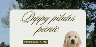 Ljubitelji kužkov in gibanja: ALEJA vabi na pilates v družbi pasjih mladičkov