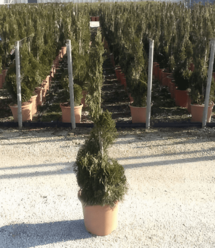 Ameriški-klek-Smaragd-Thuja-occidentalis-Smaragd-•-Oblika-spirale-Urbano-drevo-06-16-2026_09_06_AM
