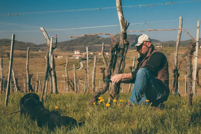 Jakončič vina